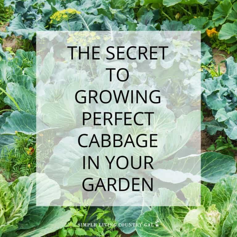 how to grow cabbage for Beginners