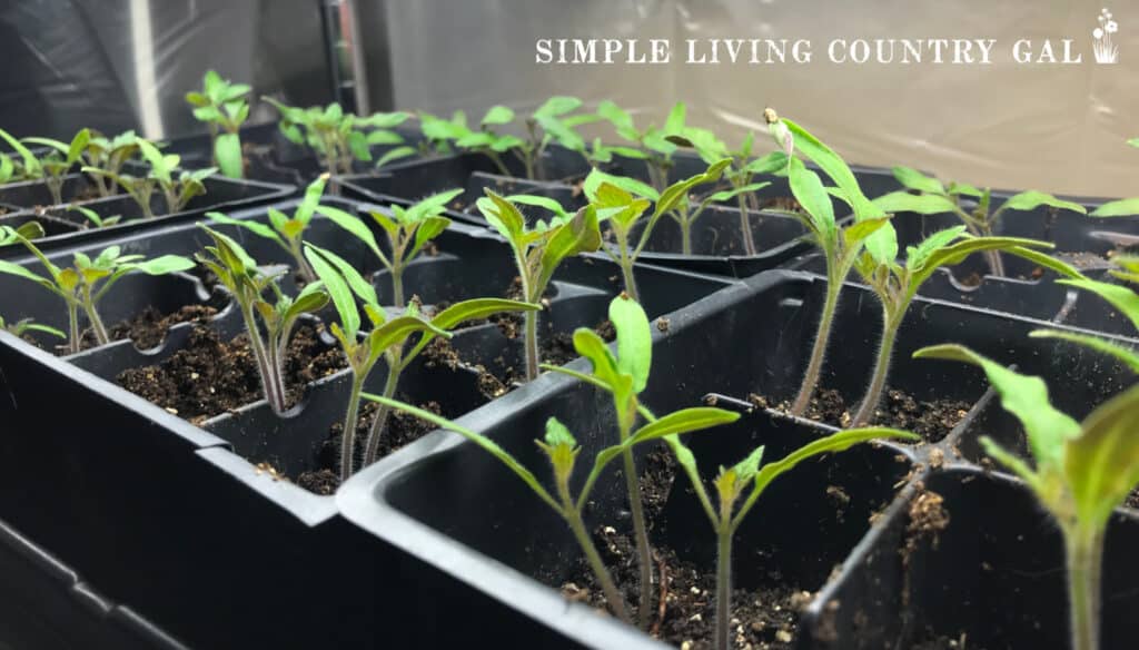 a flat of young tomato seedlings growing in a flat