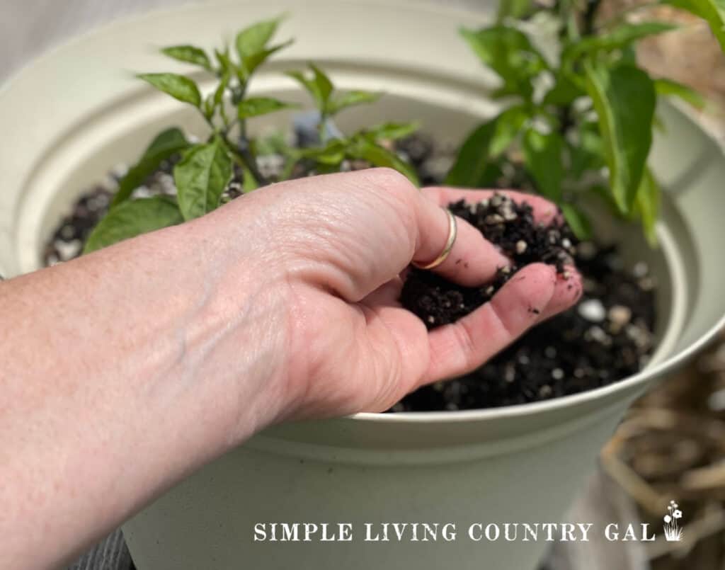 a hand feeling the soil in a pot where pepper plants are growing