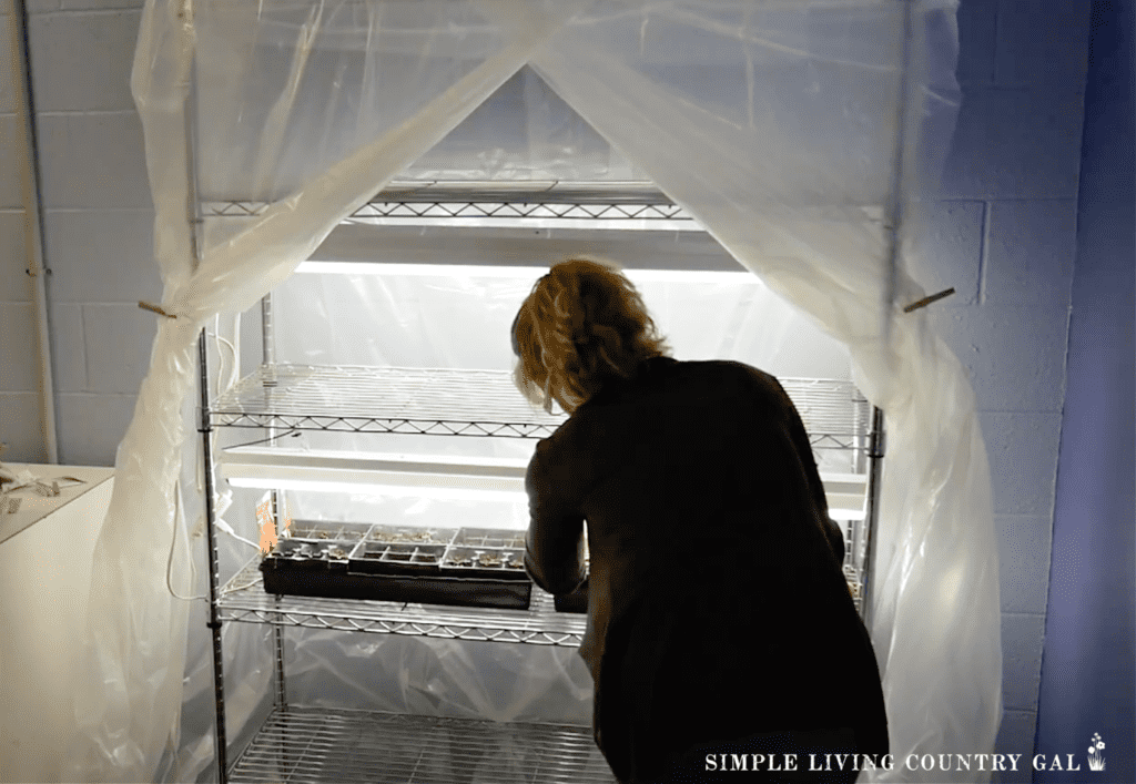 a woman putting flats of seeds on a metal shelf that is wrapped in plastic (1)