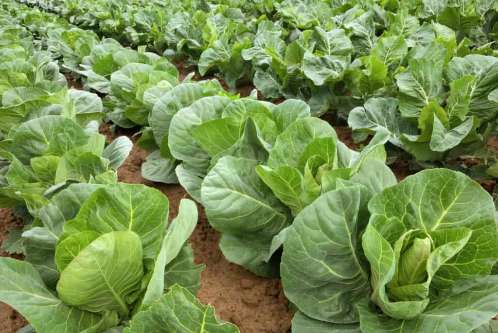 Rows of fresh cabbage plants on the field before the harvest