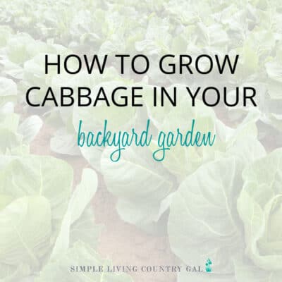 How to Grow Amazing Organic Cabbage for beginners
