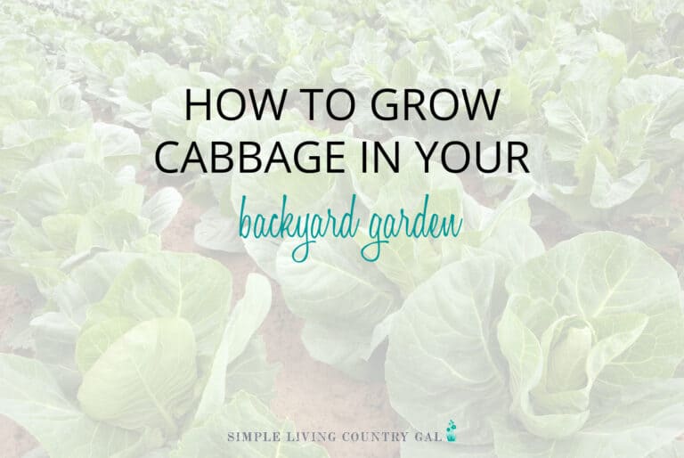 How to Grow Cabbage for Beginners