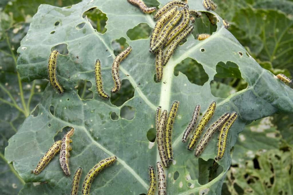 Cabbage leaf covered with caterpillars pest