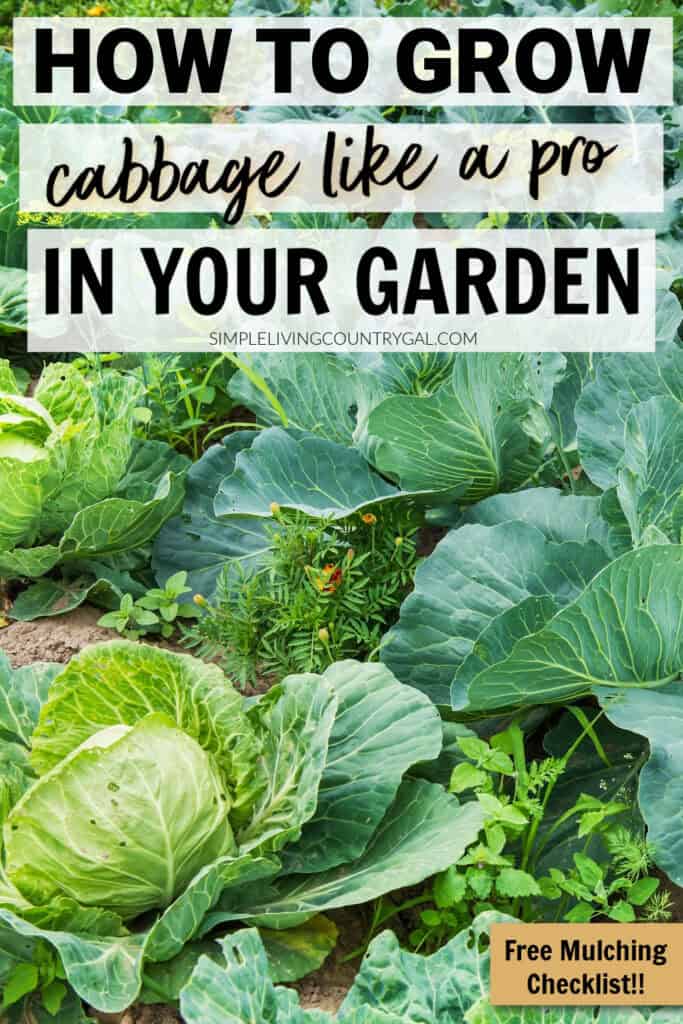 how to grow cabbage for Beginners