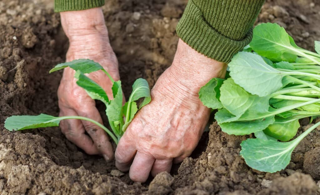 man hands planting a cabbage seedling in a backyard garden