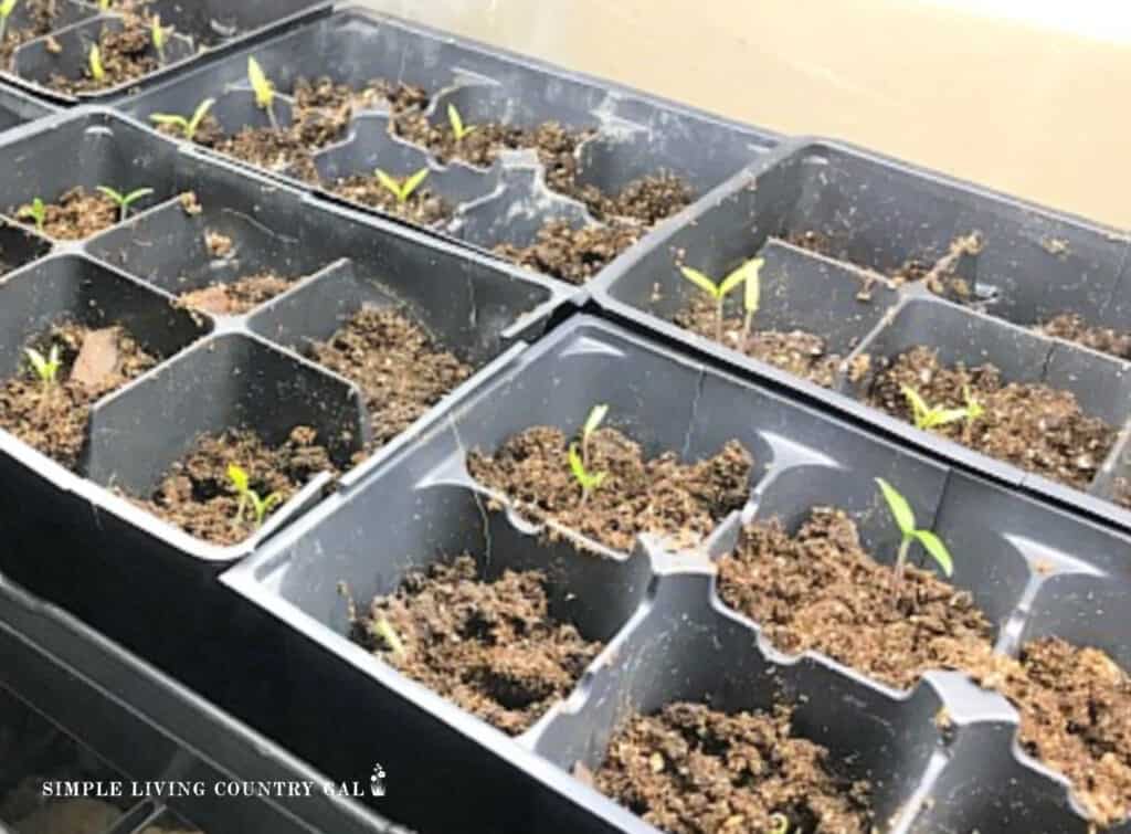 tiny tomato seedlings growing in a flat filled with soil
