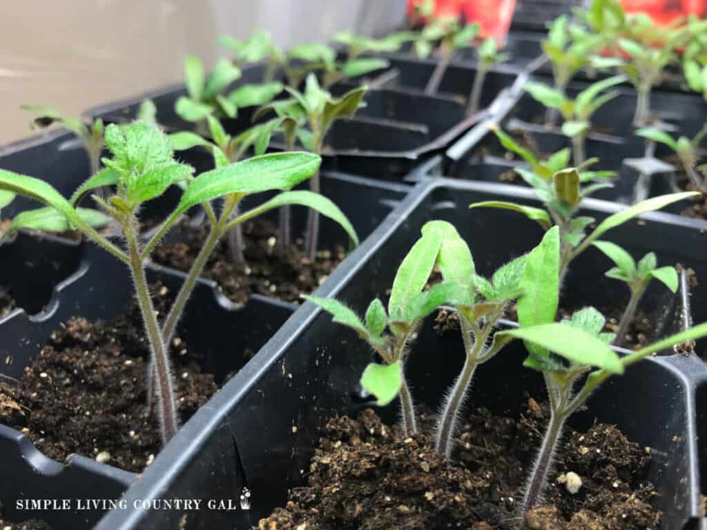 tomato seedlings in a flat 