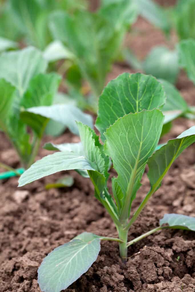 Closeup of a row of cabbage seedlings on the ground