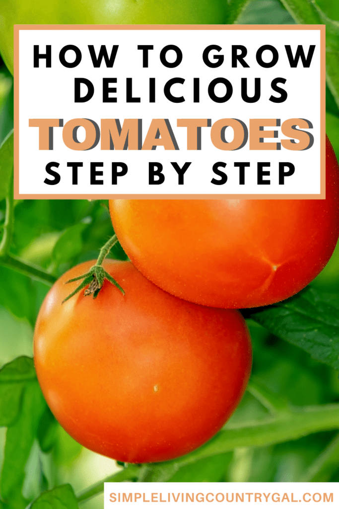 Pinterest Pin photo of 2 red ripe tomatoes with the words of how to grow tomatoes for beginners at the top