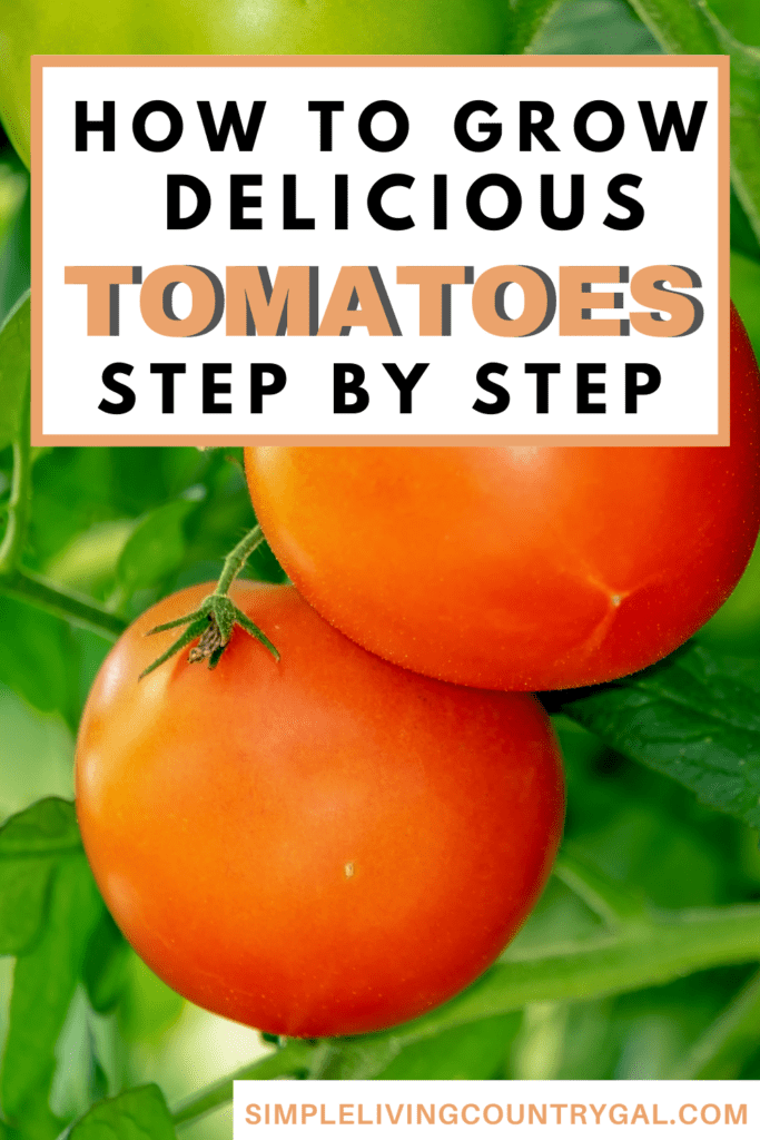 How to Grow Tomatoes