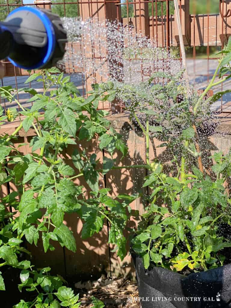 a shower spray of water over a tomato plant in a grow bag