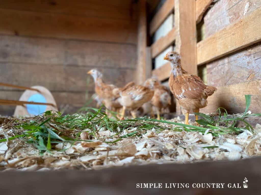 baby chickens in a pen with green grass on the ground