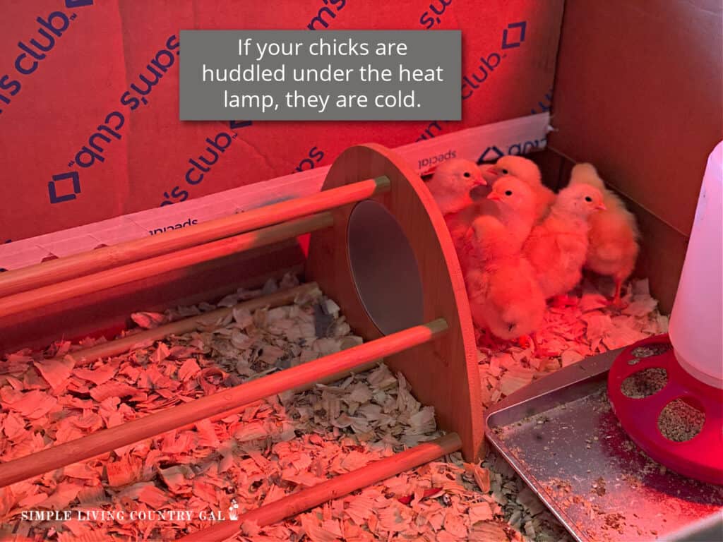 baby chicks huddled under a heat lamp in a brown sams club box
