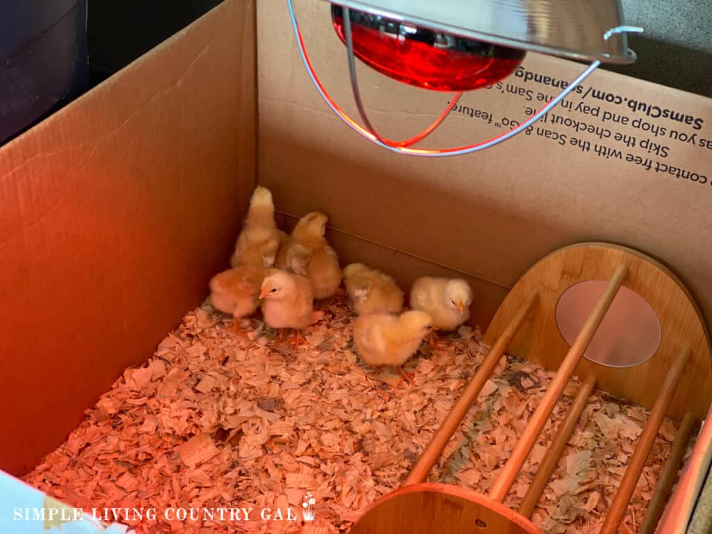 baby chicks in a diy brooder box with a heat lamp above