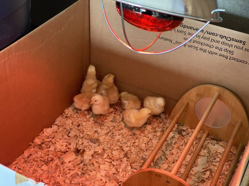 baby chicks near a small roost in a brooder box (1)