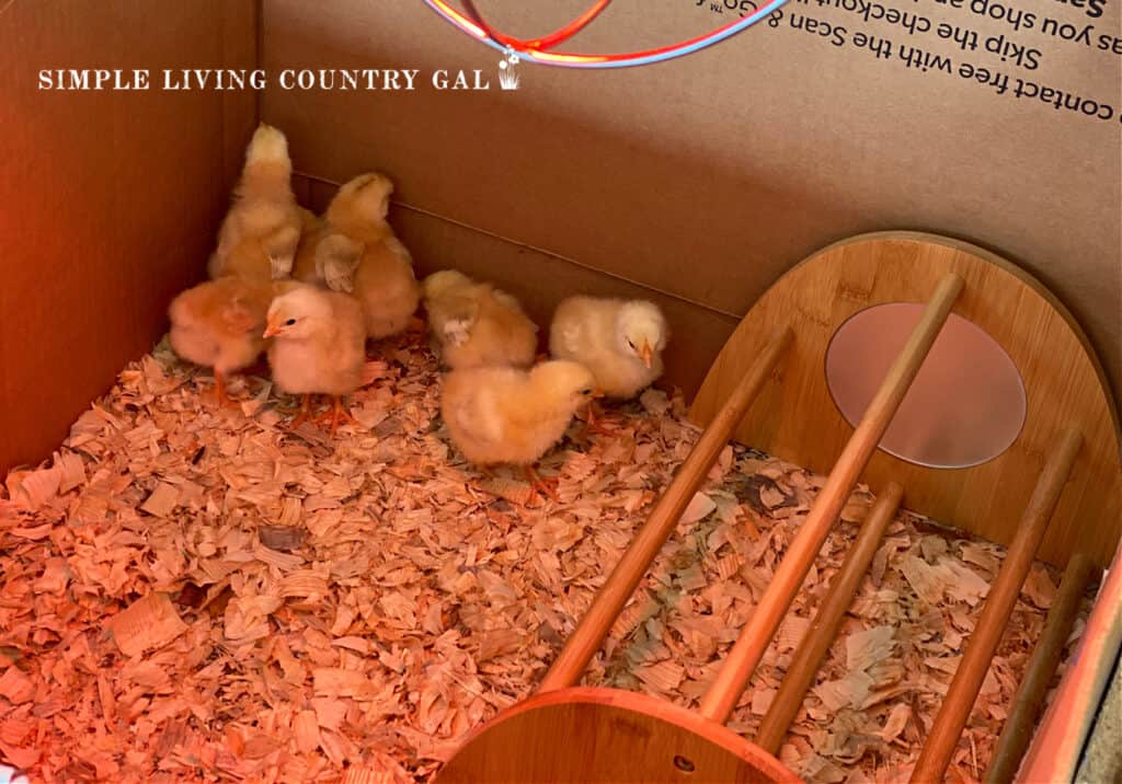 baby chicks near a small roost in a brooder box
