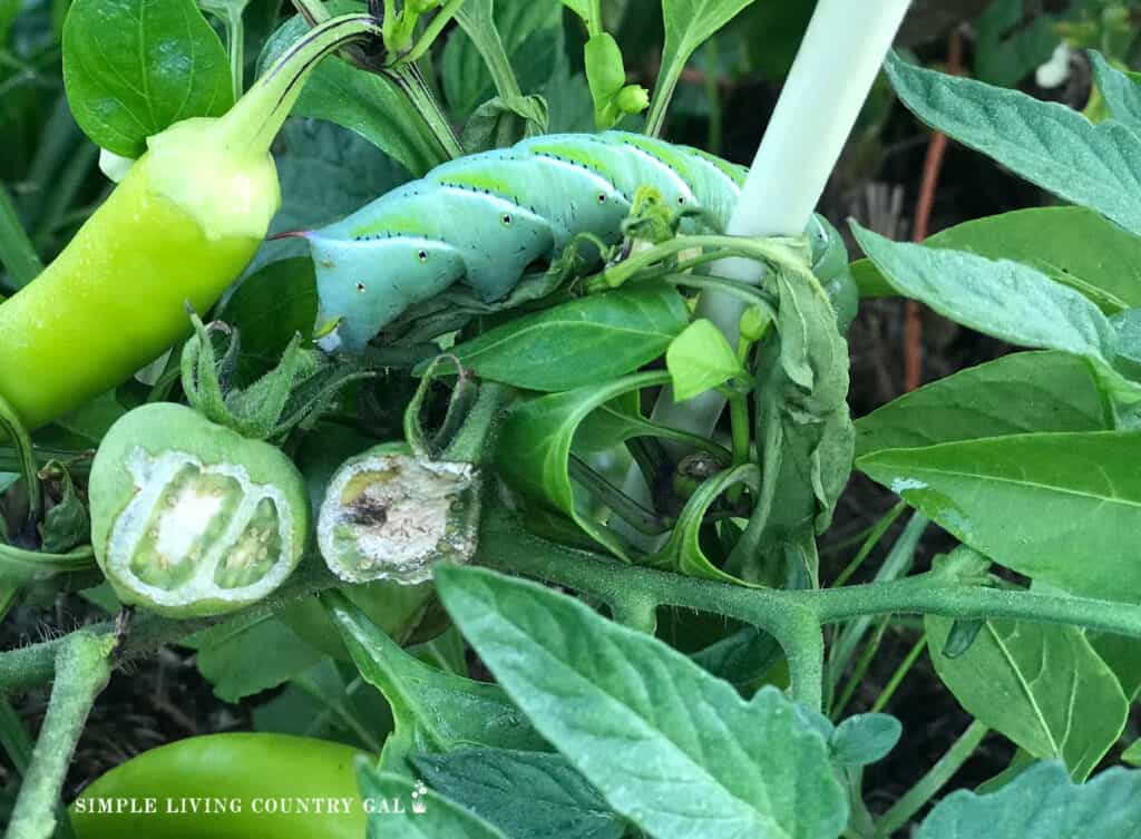 close up of a hornworm caterpillar on a tomato plant 