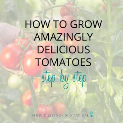 how to grow tomatoes for beginners