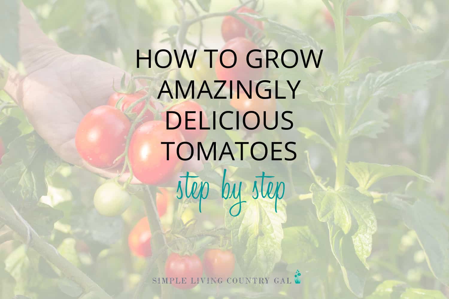 How to Grow Tomato for Beginners