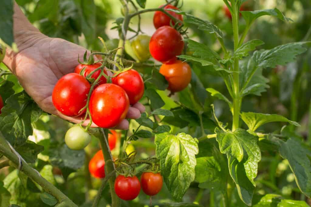 hand holding a bunch of cherry tomatoes growing on a plant