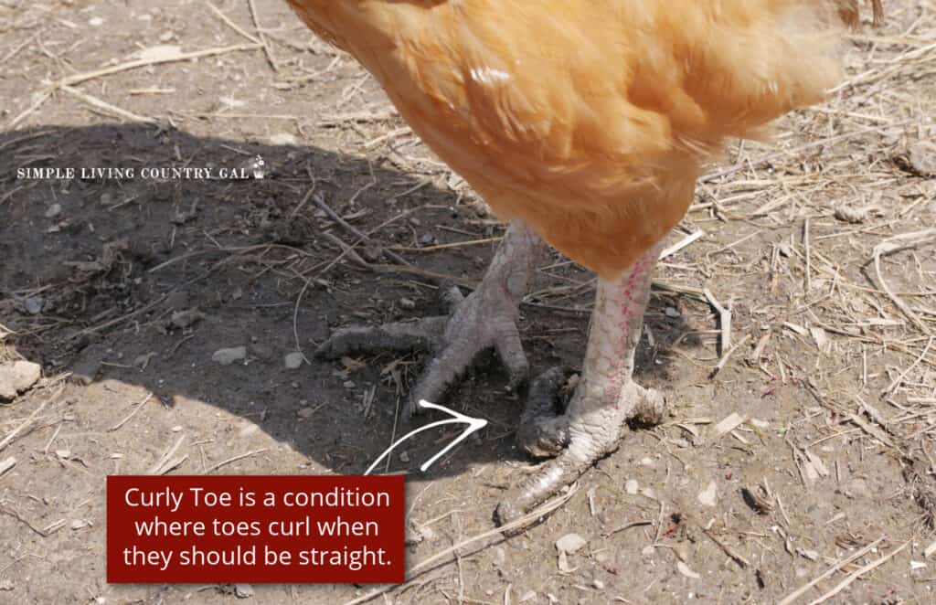 rooster with curly toe standing in a chicken run