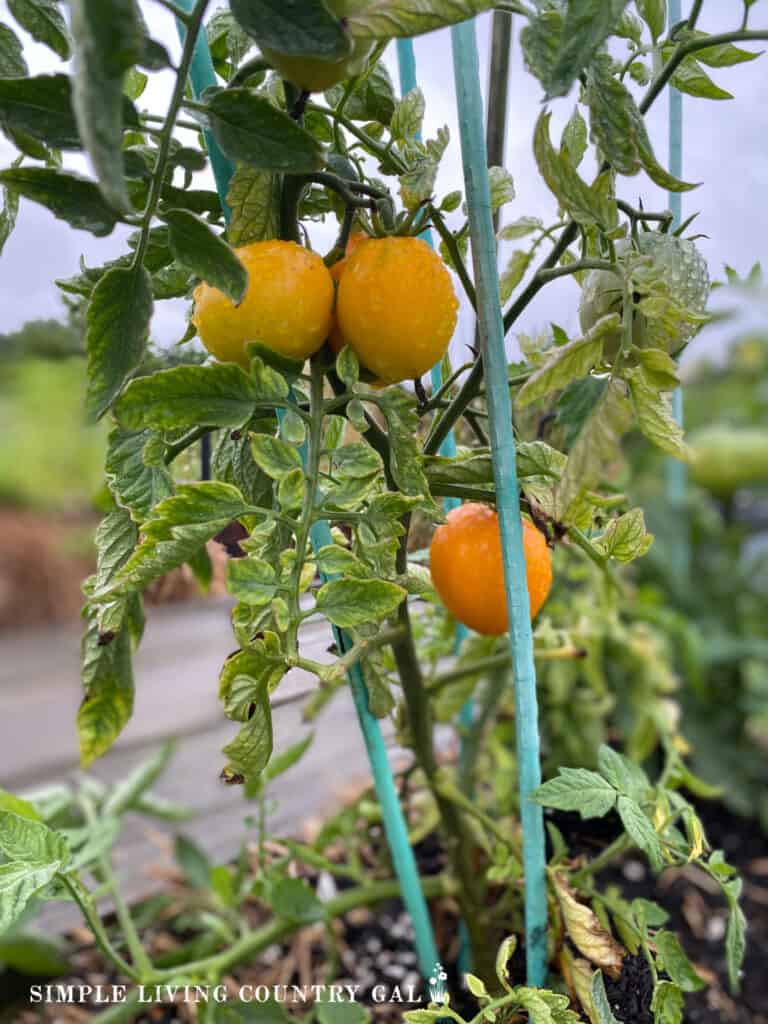 tomato plant growing with stakes for support