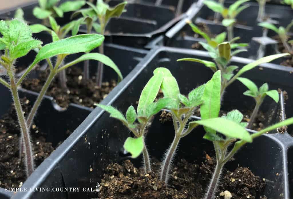 tomato seedlings closeup growing in a tray