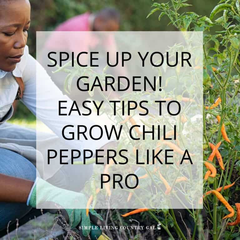 HOW TO GROW CHILI PEPPERS FOR BEGINNERS