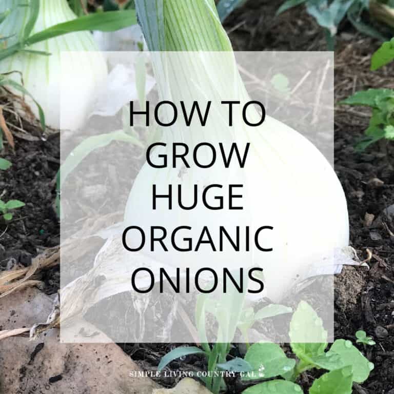 How To Grow Bigger Onions