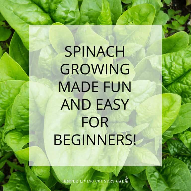 how to grow spinach for beginners
