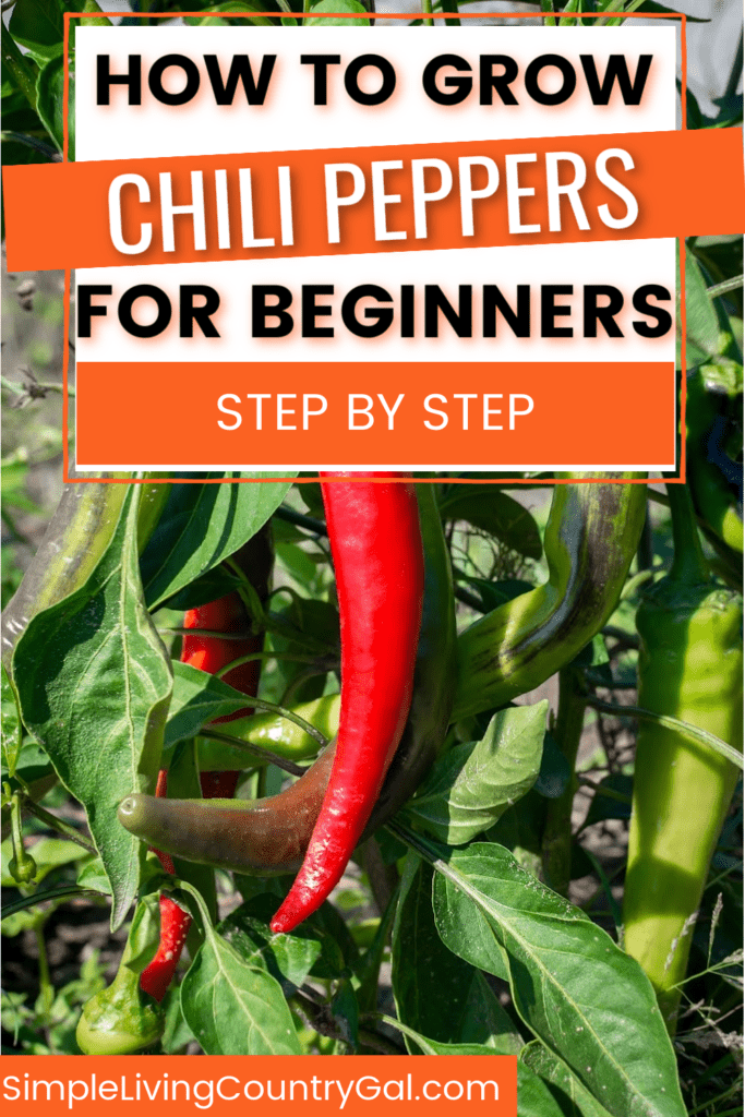 How to grow chili peppers for beginners