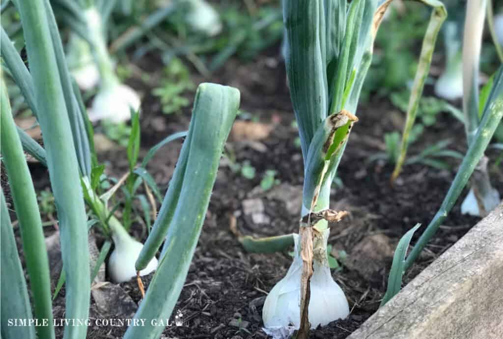 a bed of white onions growing in the fresh soil