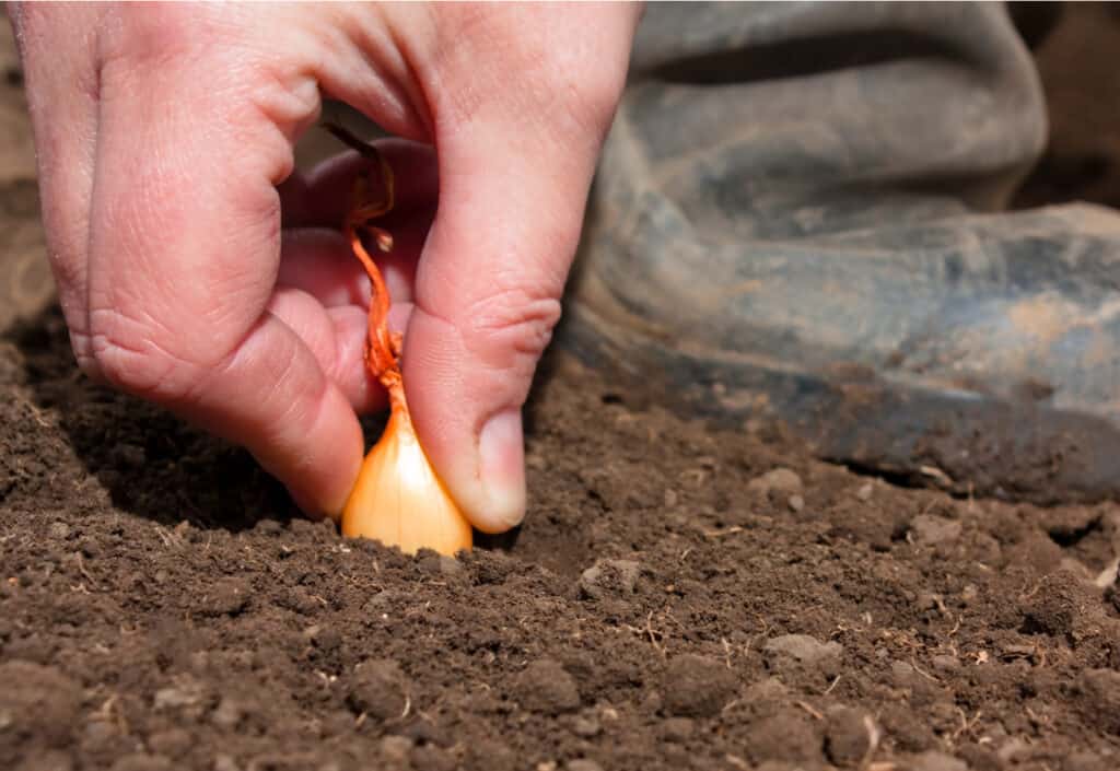a hand pushing an onion set into the soil of a garden