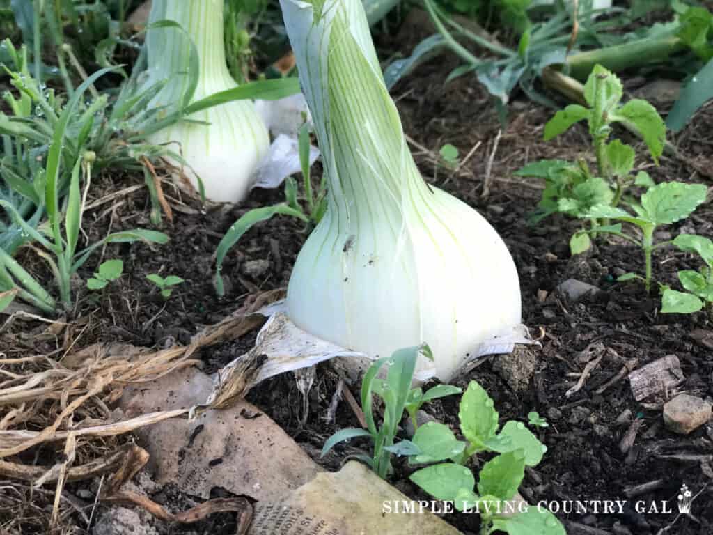 a young onion head growing in a garden with a few weeds around it