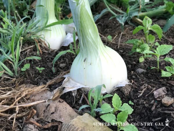 How To Grow Bigger Onions | Simple Living Country Gal