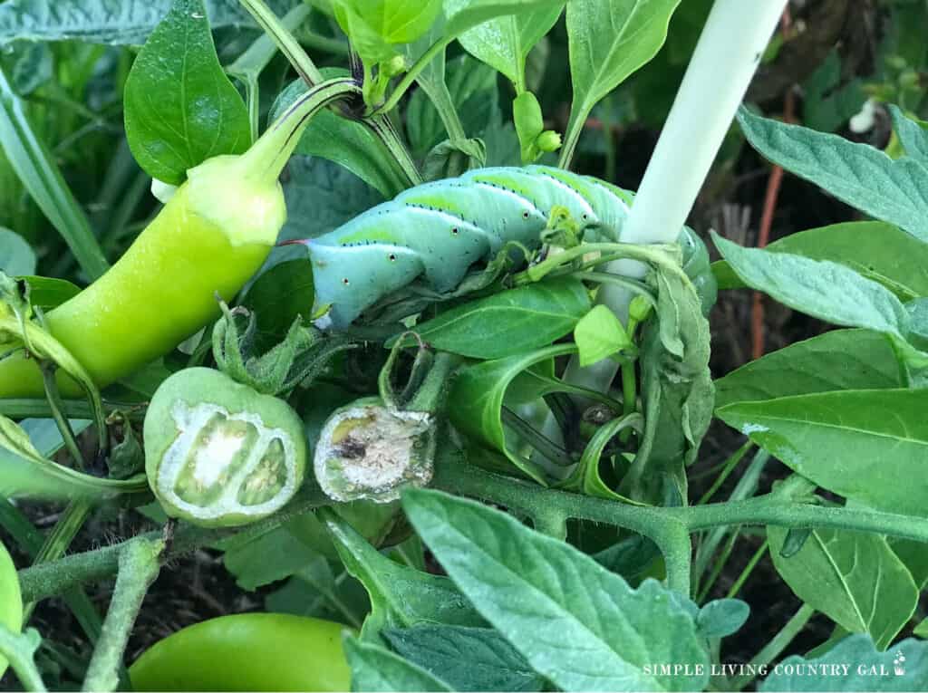 hornworm caterpillar near a pepper