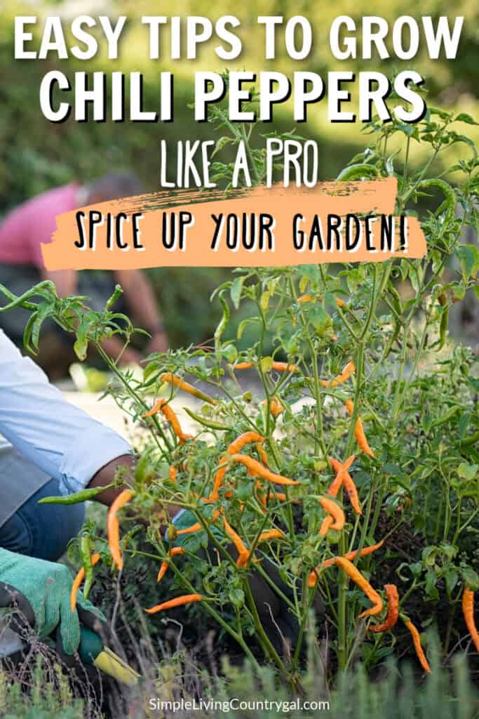 HOW TO GROW CHILI PEPPERS FOR BEGINNERS