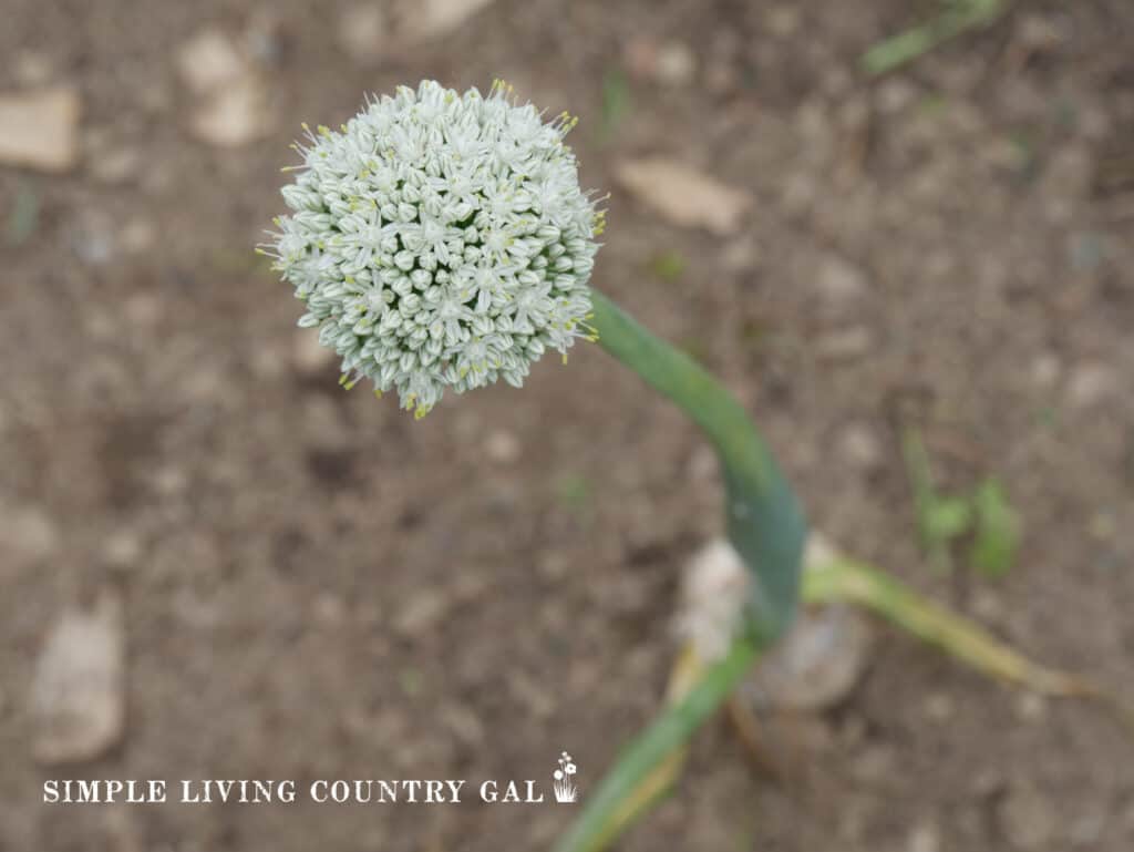 onion plant that has bolted