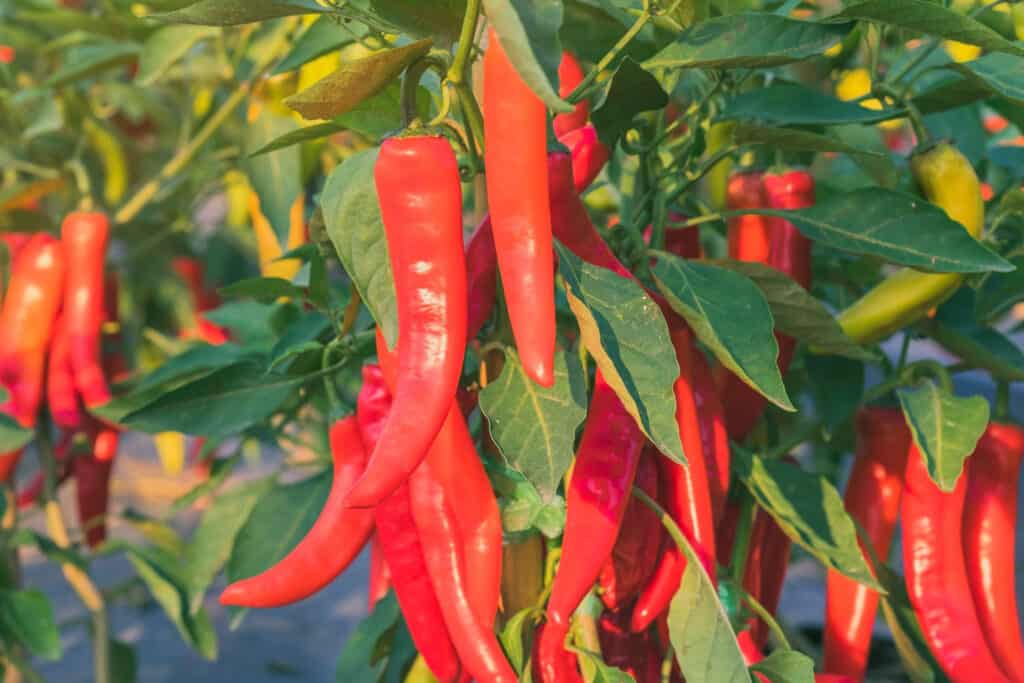 Fresh chili peppers plant in organic garden