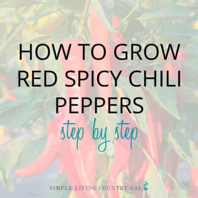 How to grow chili peppers for beginners