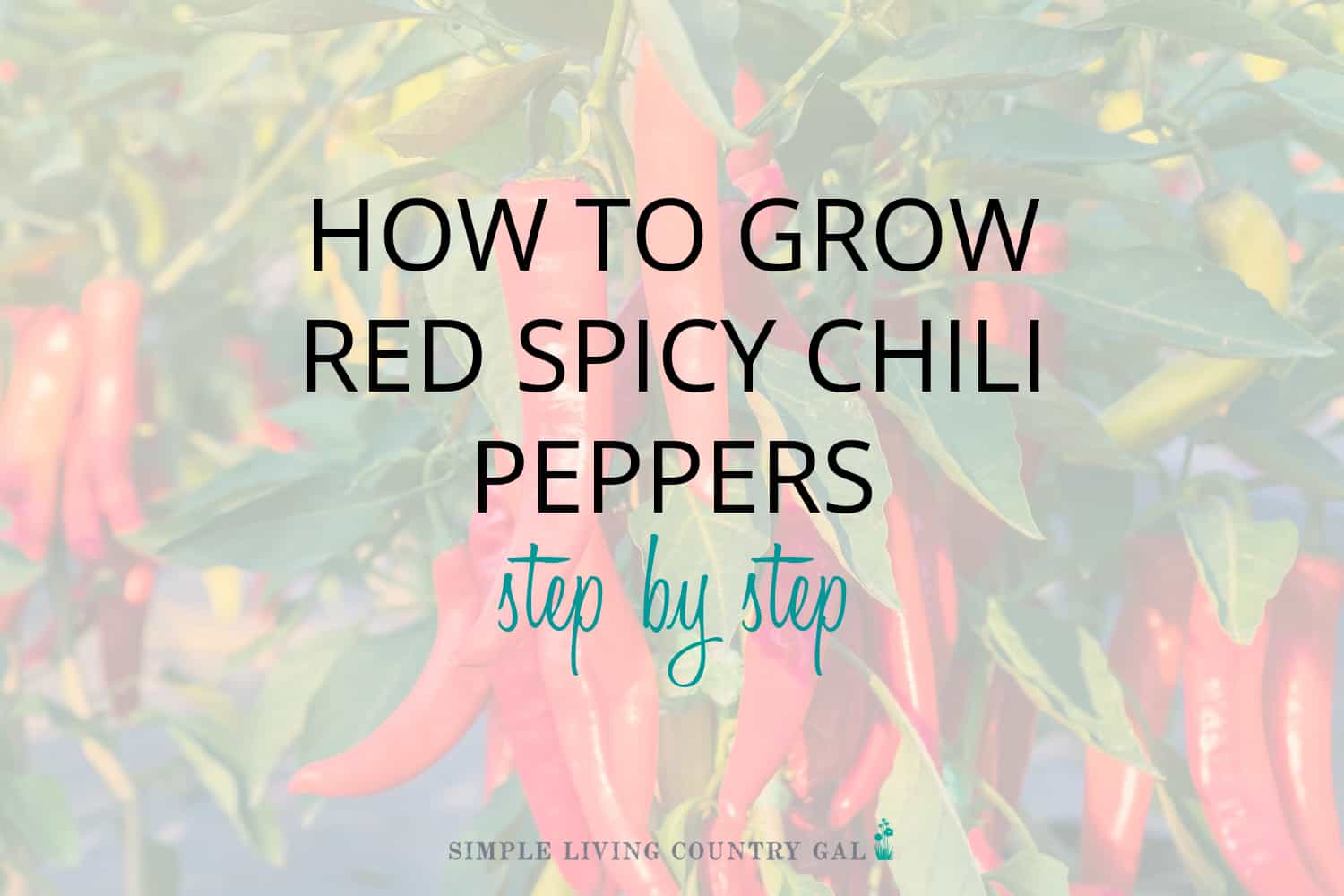 How to Grow Chili Peppers for Beginners