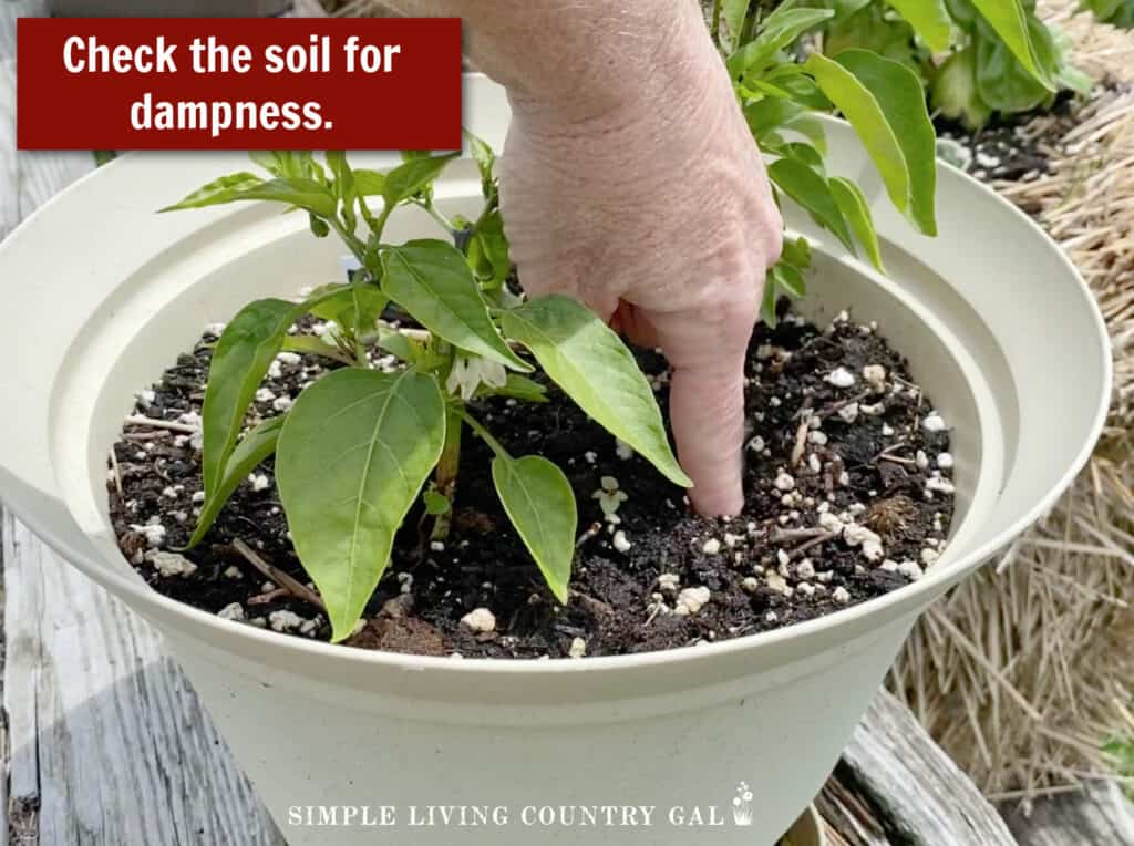 woman sticking a finger into the soil of a potted pepper plant 