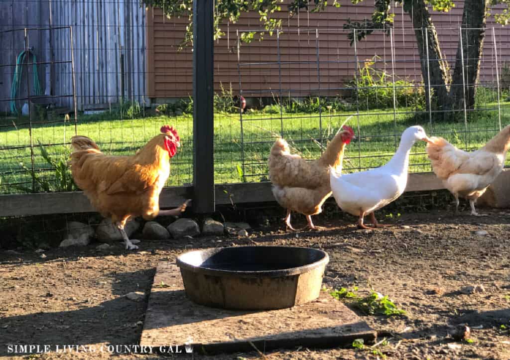 A rooster chasing after a small group of hens and a duck