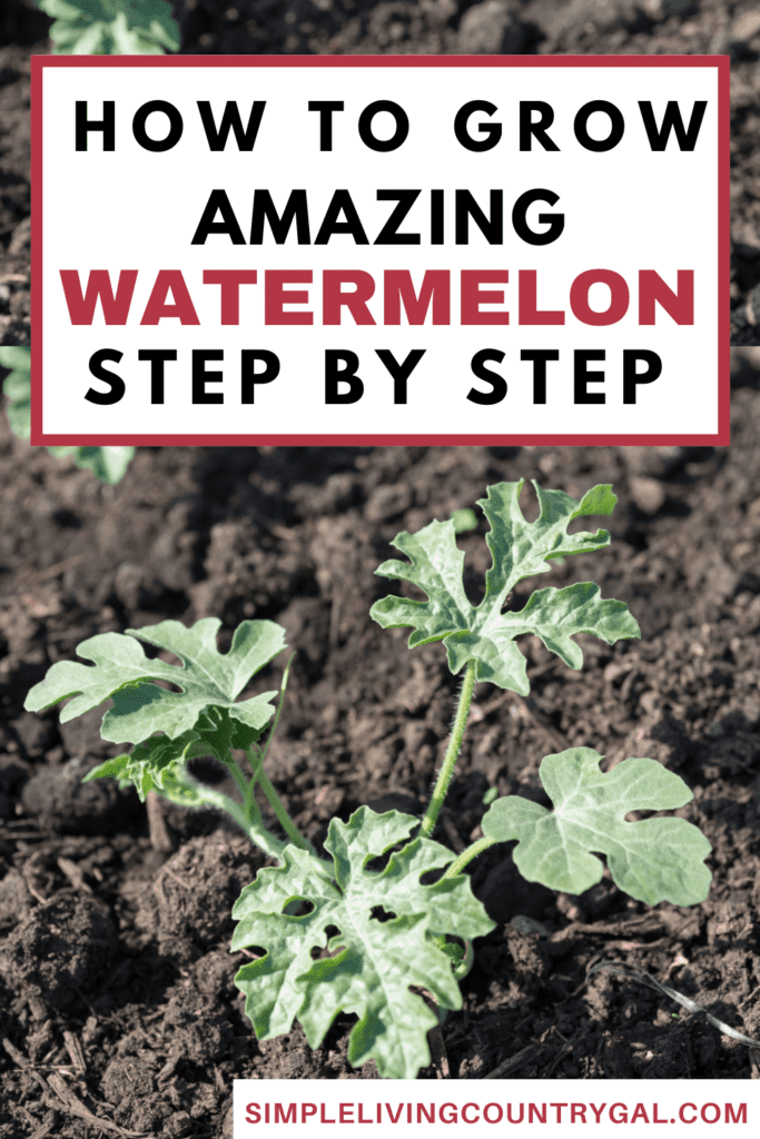 how to grow watermelon for beginners 