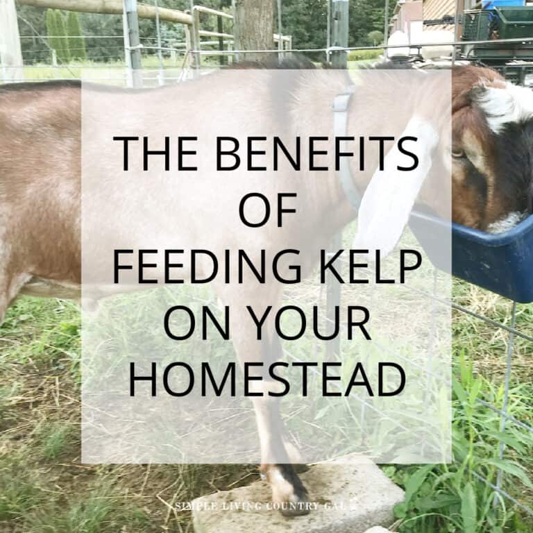 Feeding Kelp to Your Homestead Animals