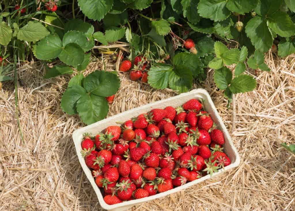 a basket of freshly picked berries next to a row of berry plants in a garden