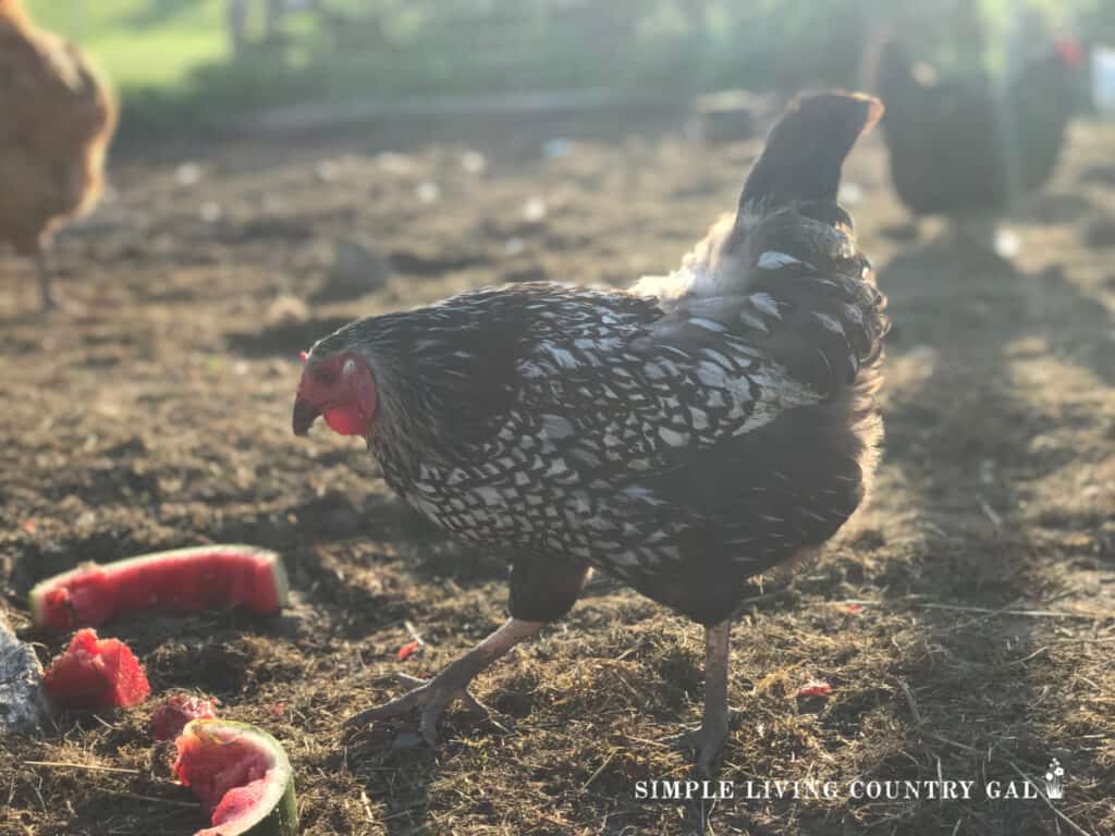 a chicken eating watermelon rinds