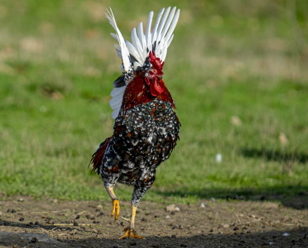 a closeup of a rooster flapping its wings