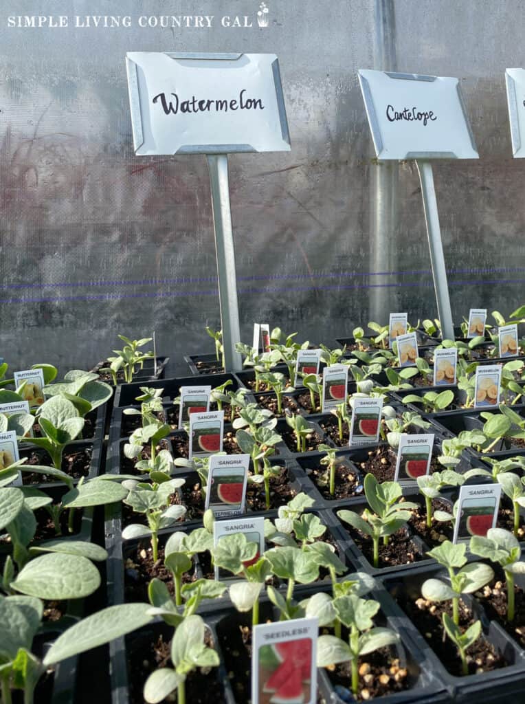 a flat of watermelon seedlings at a nursery